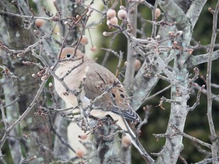 Mourning Dove in Tree