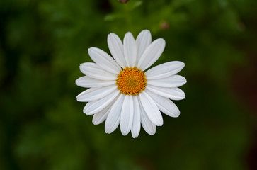 blooming daisy in a meadow