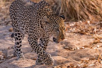 Crouching Leopard - south Africa