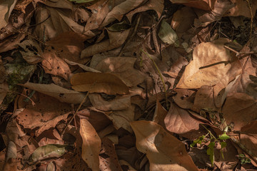 Detalle de hojas secas en el bosque