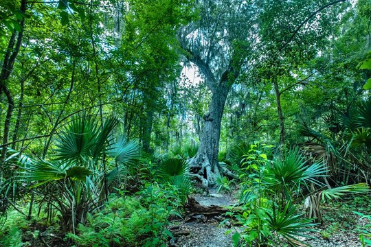 Swamp vegetation at the Barataria Preserve of Jean Lafitte National Park,  Lafitte, Louisiana