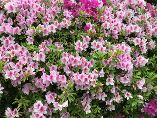 Azalea flowers in the park