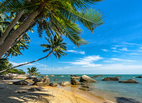 coconut tree at coconut beach on Son island, Kien Giang, Vietnam. Near Phu Quoc island
