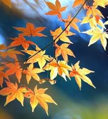 Fototapeta na wymiar 아름다운 가을 단풍