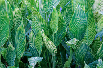 Fototapety  zielone liście tło roślin liści