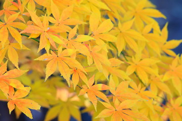 아름다운 가을 단풍