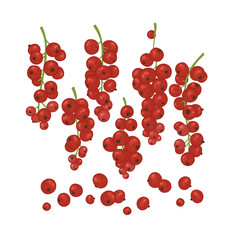 Vector illustration with red currant berries. Bright shrubby fruits in watercolor style for tea, juice, jam, wine, lemonade, sweets and eco-products. Isolated on a white background.