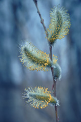Blooming fluffy willow branches in spring closeup on nature macro with soft focus on a light background. Toning in blue color.