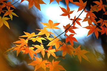 아름다운 가을 단풍