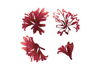 red seaweed  in the ocean © kannika
