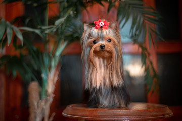 Yorkshire Terrier in the interior. Beautiful grooming.