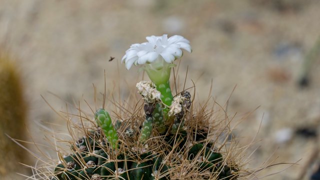 Flowering cacktus 