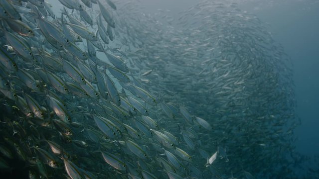 A large flock of Yellowstripe Scad (Selaroides leptolepis), swims in the sunlight in the blue water, slow motion Raja Ampat, Indonesia