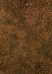 autumn leaves on the ground