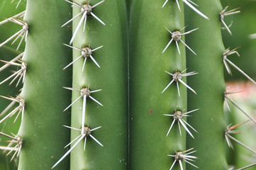 A cactus texture