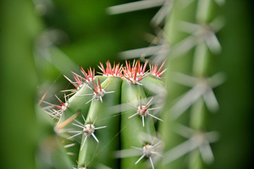 A cactus with pink spikes in the middle of nature
