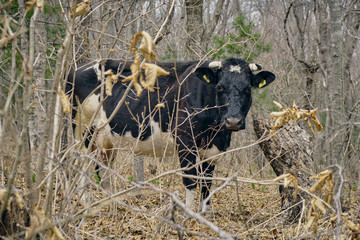 young black cow on a spring meadow in forest. Animal background