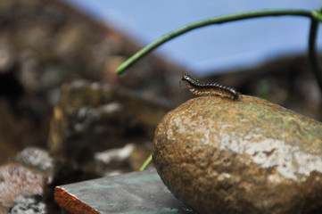 Epic caterpillar on top of a small rock