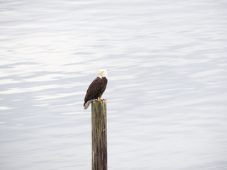Bald Eagle on Piling in Harbor © Brandon