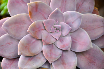 Succulent texture 8