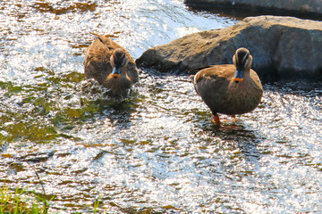 야생오리가 보이는 풍경