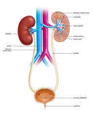 Illustration of the human urinary tract, showing both kidneys and urinary bladder - obrazy, fototapety, plakaty