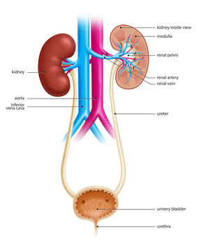 Illustration of the human urinary tract, showing both kidneys and urinary bladder