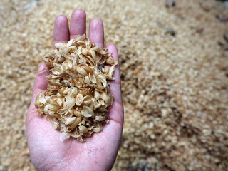 Parchment of coffee beans from Hulling on hand
