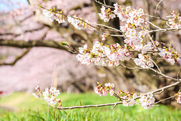 角館の桜　桜並木　トンネル