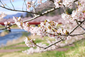 角館の桜　桜並木　トンネル