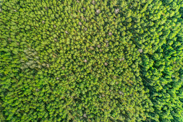 aerial top view of green forest. natural background. textured pattern 