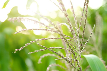 Close up cornflower at corn field with sun light.