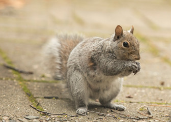 squirrel eating nut
