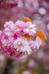 
Wonderful bokeh macro cherry blossom flowers for your background from New York in April and May. Spring is an amazing time to take photos in Brooklyn and Manhattan for closeups and blooming trees.
