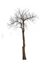 Dry trees with dry twigs on a white background with the clipping path.