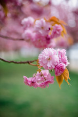 
Wonderful bokeh macro cherry blossom flowers for your background from New York in April and May. Spring is an amazing time to take photos in Brooklyn and Manhattan for closeups and blooming trees.
