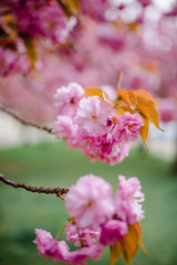 
Wonderful bokeh macro cherry blossom flowers for your background from New York in April and May. Spring is an amazing time to take photos in Brooklyn and Manhattan for closeups and blooming trees.
