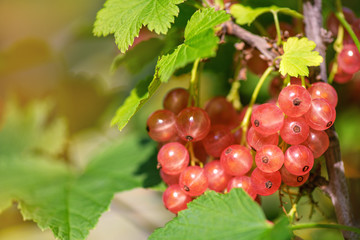 Сurrant. Red and white currants in the garden.  Ripe currant berries on a green currant Bush. Summer harvest background.