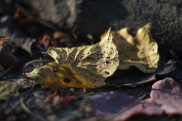 butterfly on leaf