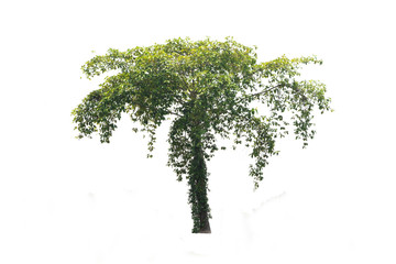 Green tree on isolated, an evergreen leaves plant di cut on white background with clipping path..