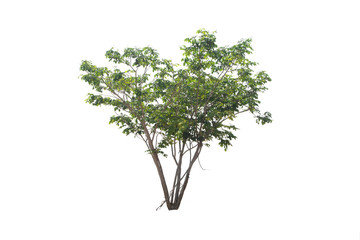 Obraz premium Green tree on isolated, an evergreen leaves plant di cut on white background with clipping path..
