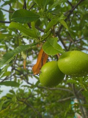 Mango on tree