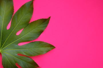 Green tropical leaf on  pink  background.Flat lay green tropical leaf.Creative layout tropic leaves frame with copy space.Nature bright layout.Minimalist summer layout.