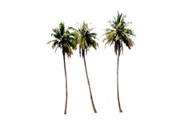 Groups of coconut trees on a white background with the  clipping path..
