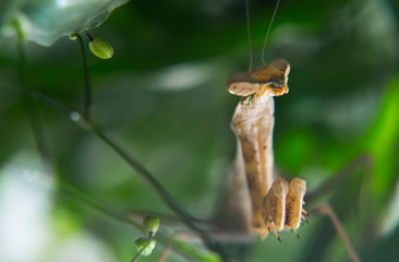 praying mantis on a branch