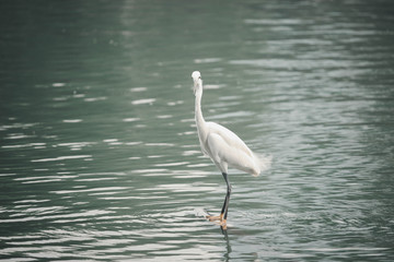White heron, bittern,or egret bird walking and hunting fish from the river