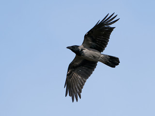 Hooded crow (Corvus cornix)