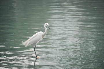 White heron, bittern,or egret bird walking and hunting fish from the river