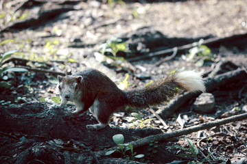 Brown squirrel climbing an tree root in park