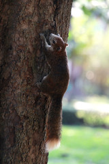 Brown squirrel climbing an old tree in park